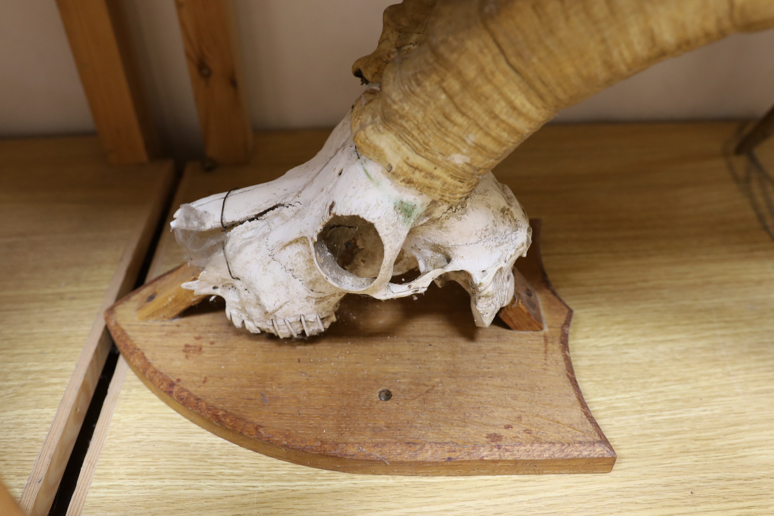 Animal anatomy - A pair of mounted Ibex horns on a skull and shield, approximately 68 cm high, a mounted Wild Boar skull, labelled Malay peninsula September 2, 1906, and a mounted pair of deer horns